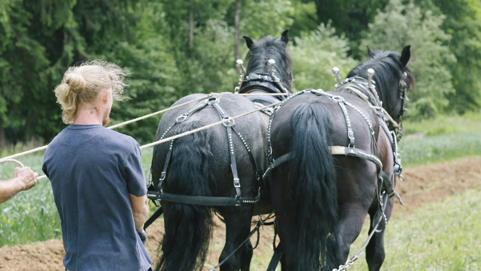 Arbeit mit dem Pferd am Feld
