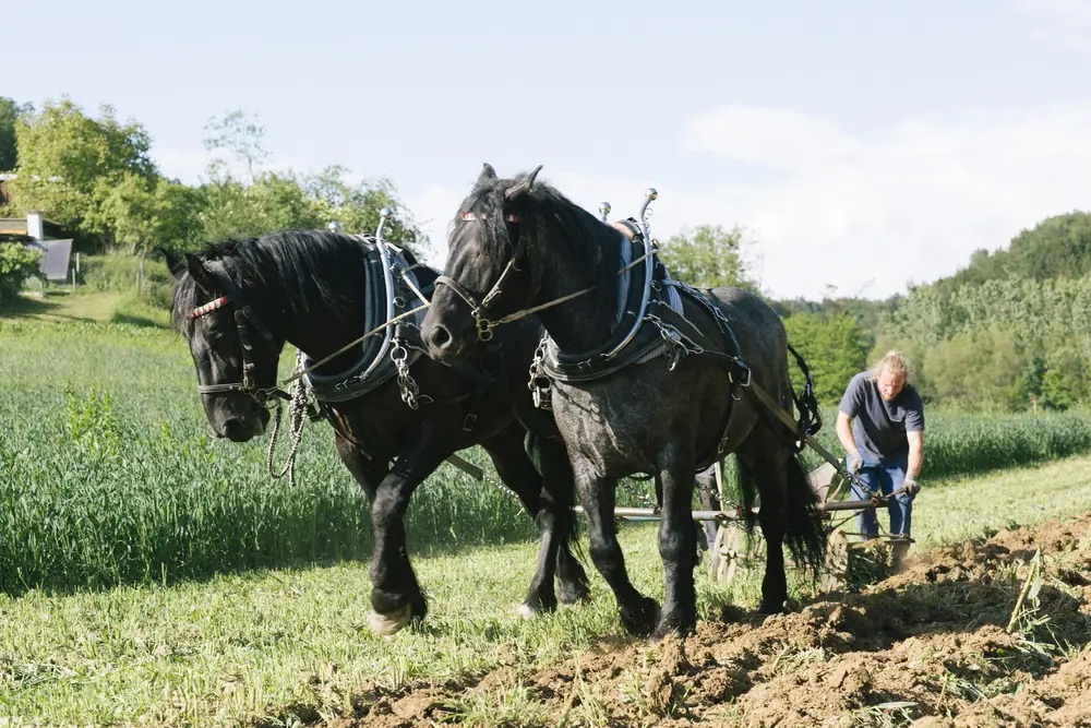 Das Pferdegespann zieht den Pflug über das sonnenbeschienene Feld